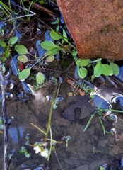 Planodes virginicum