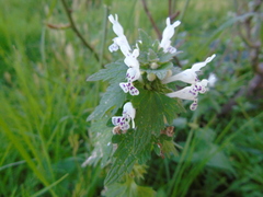 Lamium bifidum