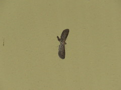 Glaucina erroraria