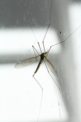 Leptotarsus albistigma