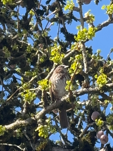 Song Sparrow observed by randomsynapses