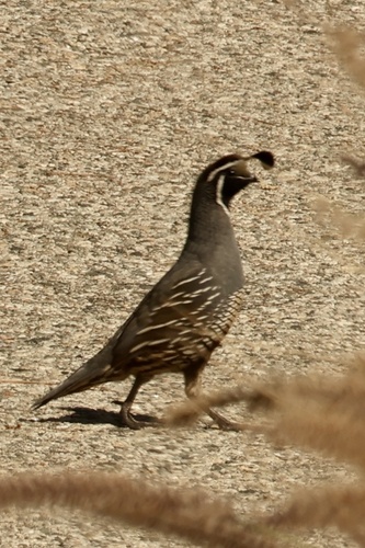 California Quail observed by ki6h