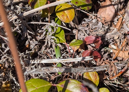 Smooth Greensnake