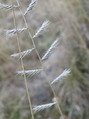Bouteloua repens
