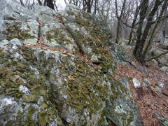 Lasallia pensylvanica