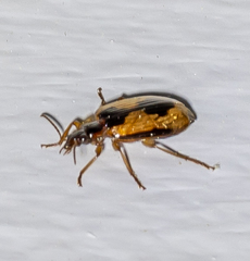 Lebia fuscata