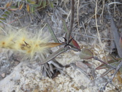 Mandevilla hypoleuca