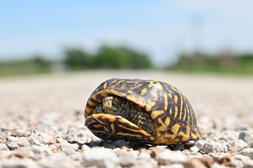 Ornate Box Turtle observed by ict_brick