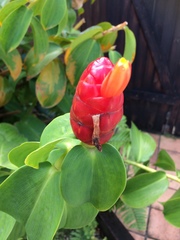Costus woodsonii