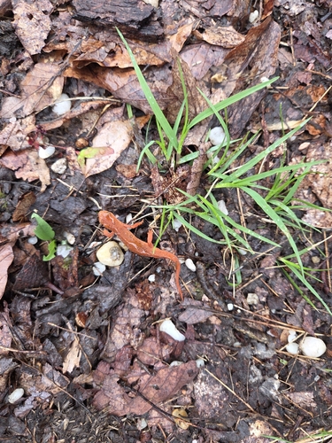 Eastern Newt observed by cwright27