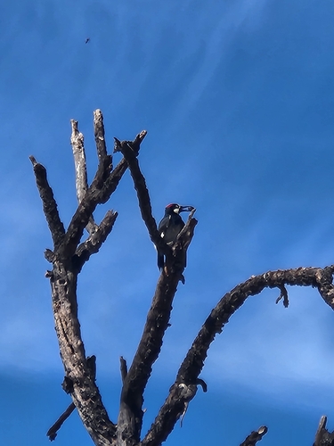 Acorn Woodpecker observed by malachiteiris