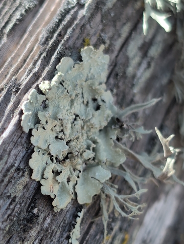 iNaturalist observation photo of Speckled Greenshield Lichens