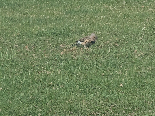 Northern Flicker observed by milky6677