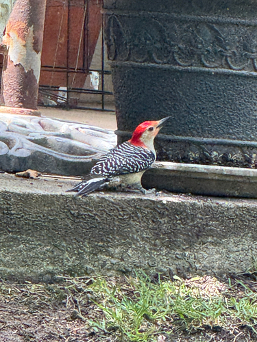 Red-bellied Woodpecker observed by nutegunray