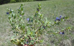 Scutellaria wrightii