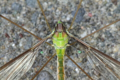 Leptotarsus albistigma
