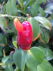 Costus woodsonii