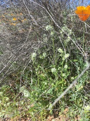 Cryptantha barbigera