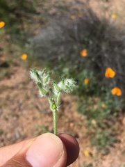 Cryptantha barbigera