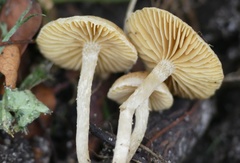 Tubaria dispersa
