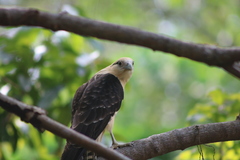 Daptrius chimachima