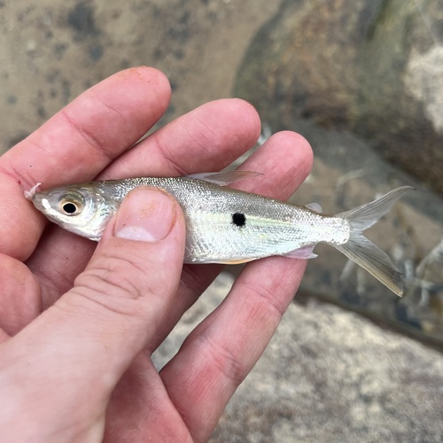 Silver hemiodus (Hemiodus argenteus) — Hemiodontidae