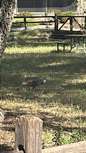 iNaturalist observation photo of Wild Turkey