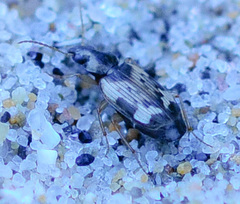 Tetragonoderus fasciatus