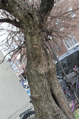 Ginkgo biloba
