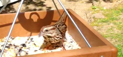 Song Sparrow observed by aslapbattler