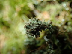 Tremella cladoniae