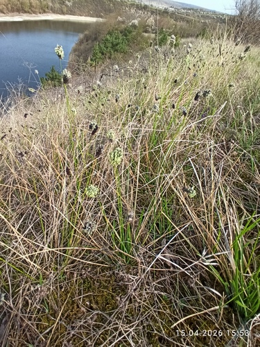 Sesleria heufleriana, photograph 3