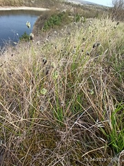 (c) Galyna Mykytynets, some rights reserved (CC BY) Sesleria heufleriana, photograph (c) Galyna Mykytynets, some rights reserved (CC BY)