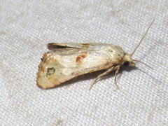 Platphalonidia felix