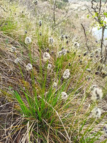 Sesleria heufleriana, photograph 2