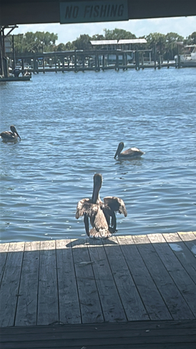 Brown Pelican observed by rosefg
