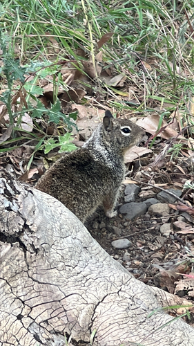 California Ground Squirrel observed by seattleslayyyer