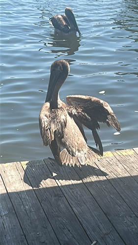 Brown Pelican observed by rosefg