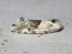 Ponometia altera