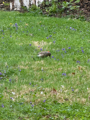 Northern Flicker observed by momcatkelly