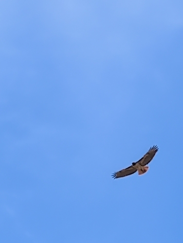 iNaturalist observation photo of Red-tailed Hawk