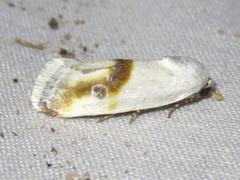 Ponometia virginalis
