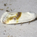Ponometia virginalis - Photo (c) Chuck Sexton, algunos derechos reservados (CC BY-NC), subido por Chuck Sexton