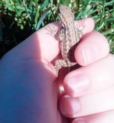 Sceloporus graciosus graciosus