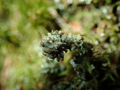 Tremella cladoniae