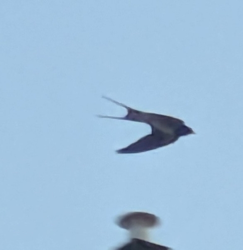 Barn Swallow observed by marco_zaccaria