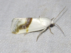 Ponometia virginalis