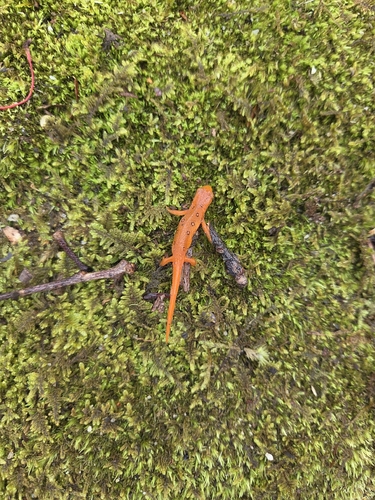 Eastern Newt observed by cwright27