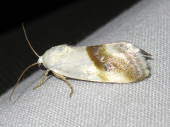 Ponometia virginalis