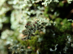 Tremella cladoniae